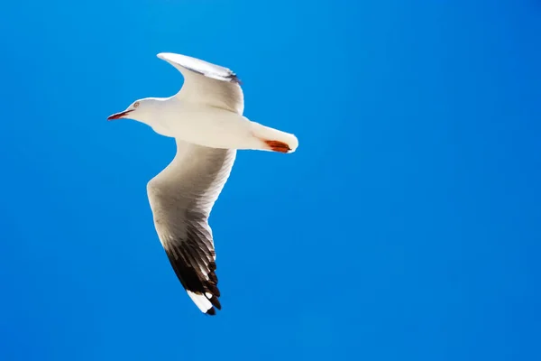 Zeemeeuw Vliegt Blauwe Lucht Een Grote Zeemeeuw Vliegt Tegen Een — Stockfoto