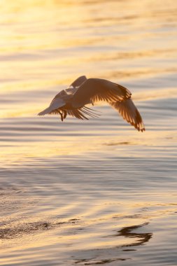 Martı suyun üzerinde alçaktan uçuyor ve balık avlıyor. Denizin üzerinde gün batımı, Currumbin, Avustralya