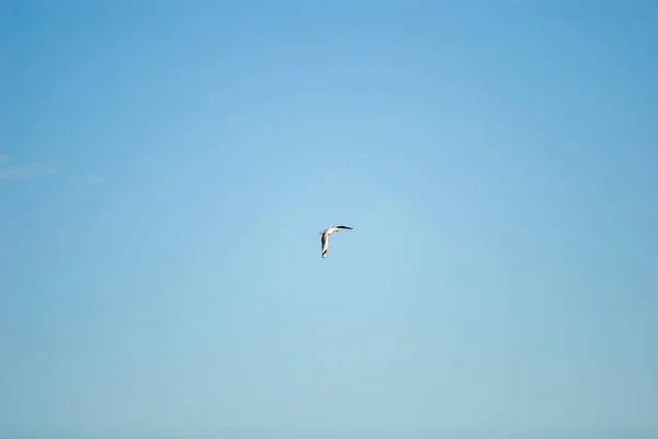 Eine Fliegende Einsame Möwe Strahlend Blauen Himmel Currumbin Goldküste Australien — Stockfoto