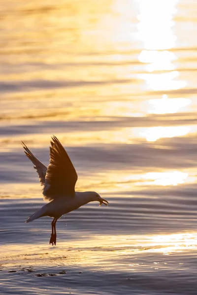 Sirály Alacsonyan Repül Víz Felett Halra Vadászik Sunset Sea Currumbin — Stock Fotó