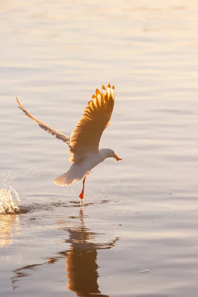 Möwen Fliegen Tief Über Das Wasser Und Jagen Nach Fischen — Stockfoto