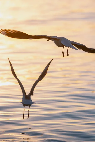 Zwei Möwen Fliegen Tief Über Das Wasser Und Jagen Nach — Stockfoto