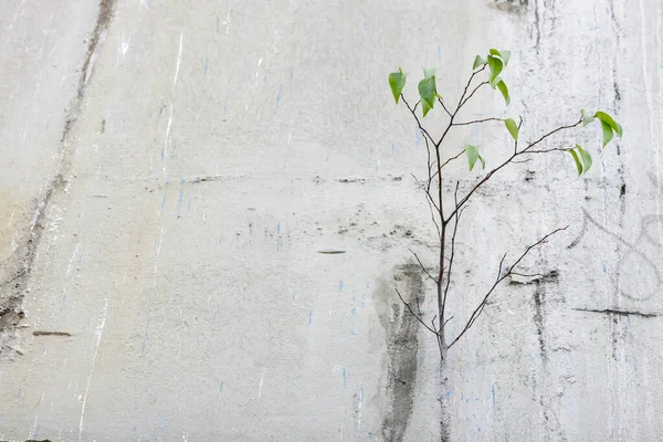 Ein Junger Baum Wächst Der Wand Eines Alten Verlassenen Gebäudes — Stockfoto