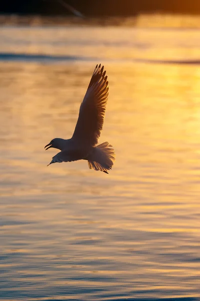 Gaivota Voando Baixo Sobre Água Caçar Peixes Pôr Sol Sobre — Fotografia de Stock