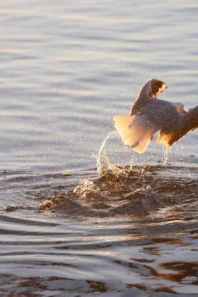 Möwen Fliegen Tief Über Das Wasser Und Jagen Nach Fischen — Stockfoto