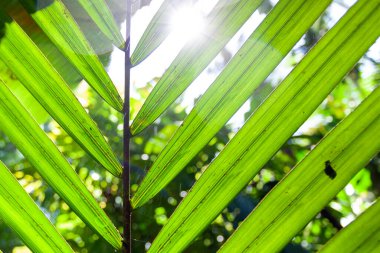 Palmiye ağacının yeşil yaprağının yakın görüntüsü. Palmiye yaprağı arka planı