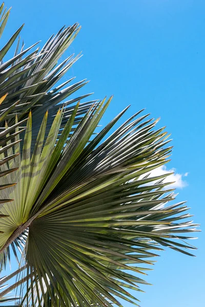 Palm Tree Leaves Clear Blue Sky Bright Sunny Day Copy — Stock Photo, Image