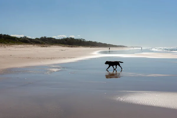 Ένα Μοναχικό Σκυλί Περπατά Στην Αμμώδη Παραλία Byron Bay Αυστραλία — Φωτογραφία Αρχείου
