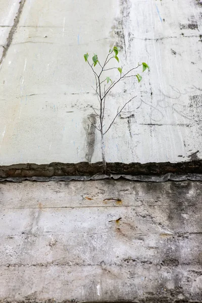 Uma Árvore Jovem Que Cresce Parede Antigo Edifício Abandonado Brisbane — Fotografia de Stock