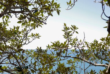 Ağaç dalları arasında deniz ufkunun görüntüsü, Byron Körfezi, Avustralya