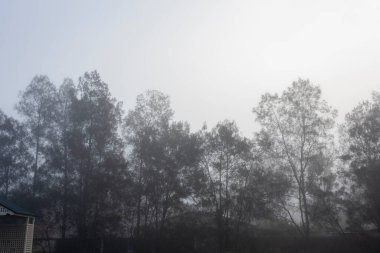 Fırtınalı hava. Cabarita, Avustralya 'da Kasırga veya Kasırga