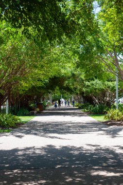 Yeşil ağaçlarla kaplı büyük bir kaldırım.