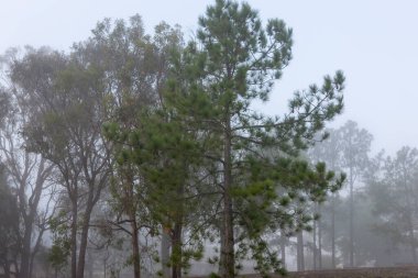 Fırtınalı hava. Kasırga veya Kasırga