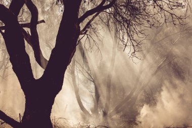 Avustralya yaz ateşi mevsiminde çalı yangınları