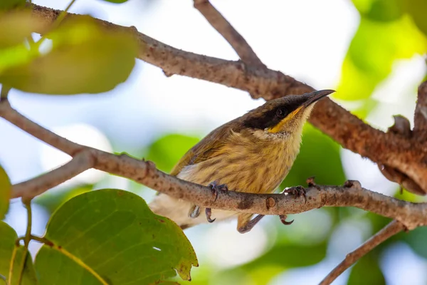 Ein auf dem Baum ruhender Vogel — Stockfoto