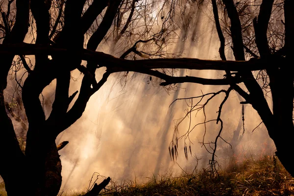 Australia bushfires in summer fire season