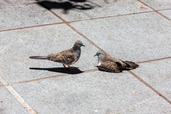 Una encantadora pareja de pájaros en el suelo — Foto de Stock