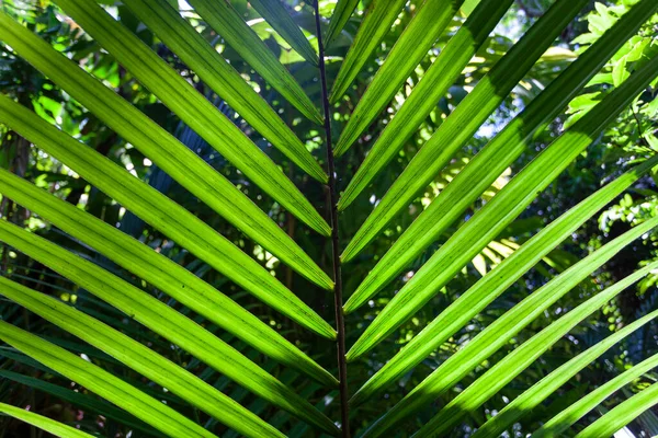 Close-up view of palm tree leaf — Stock Photo, Image