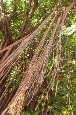 Ağaç dalları. Aşağıdan görüntüle