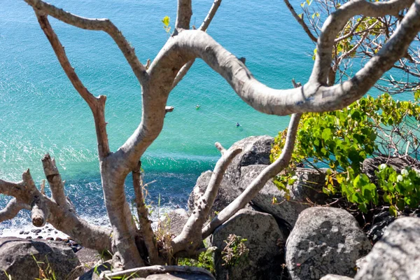 Rocky seashore through tree branches — Stock Photo, Image