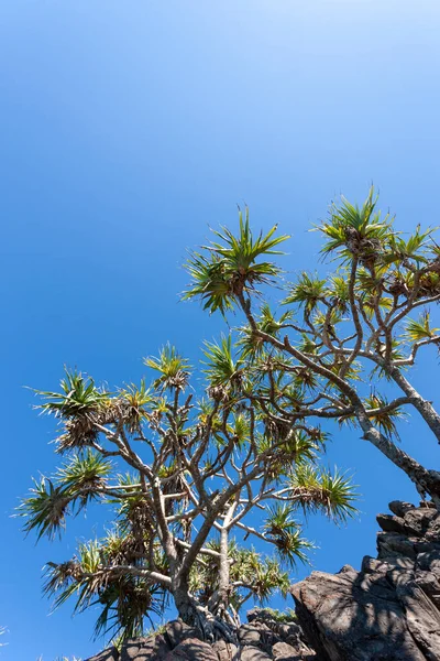 Tepedeki tropik ağaçlar — Stok fotoğraf