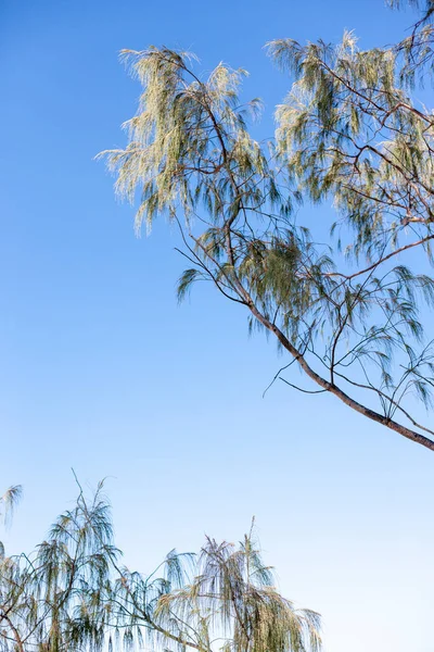 Ramas de árboles contra el cielo —  Fotos de Stock