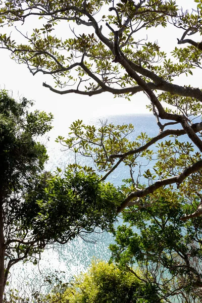 Vista del paisaje marino a través de ramas de árboles —  Fotos de Stock