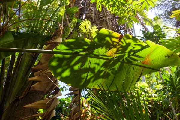 Green trees in the tropical forest — Stock Photo, Image