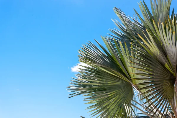 Palm tree leaves against the blue sky — Stock Photo, Image