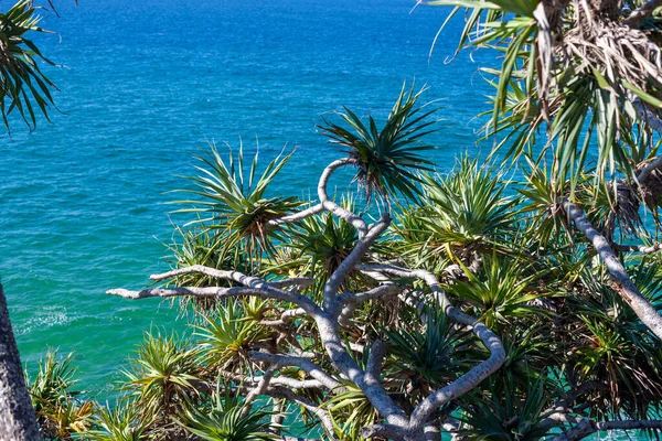 Ağaç dalları arasında deniz manzarası — Stok fotoğraf