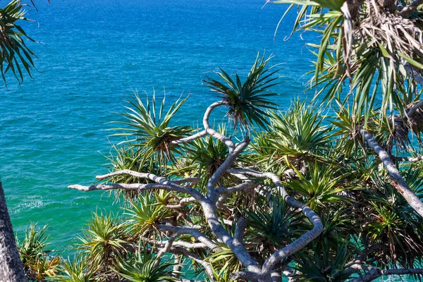 Vista del paisaje marino a través de ramas de árboles — Foto de Stock