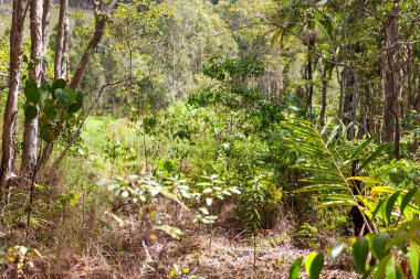Byron Körfezi 'nde el değmemiş orman doğası