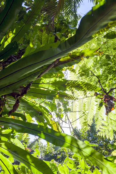 Green trees in the tropical forest — Stock Photo, Image