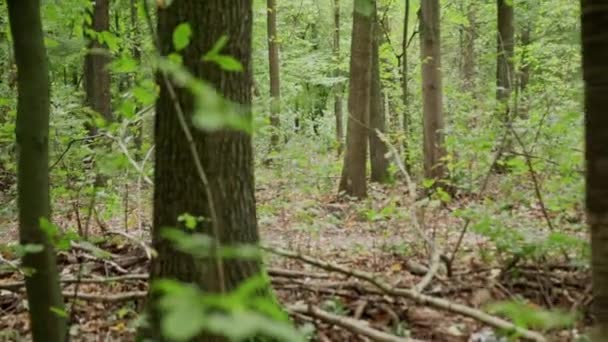 ゾンビが森の中を歩いてる. — ストック動画