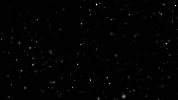 Neve branca caindo em fundo preto isolado — Vídeo de Stock