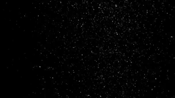 孤立した黒の背景に白い雪が降る — ストック動画