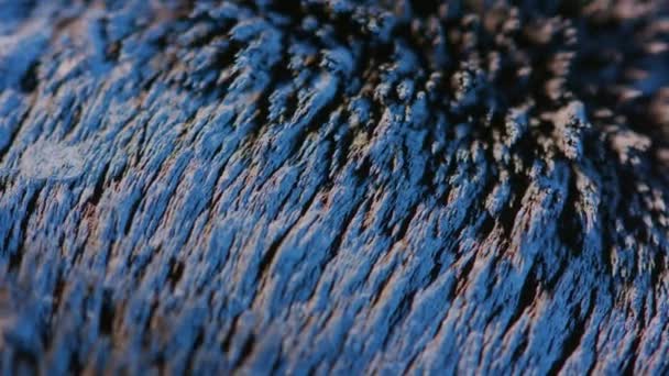 Ferrofluid bakgrundselement — Stockvideo