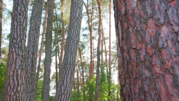 Ung man stretching i skogen — Stockvideo