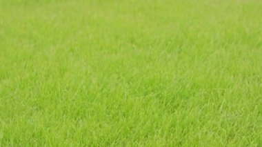 Yeşil Çimen Arkaplanı