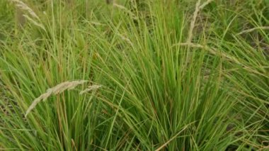 Yeşil Çimen Arkaplanı