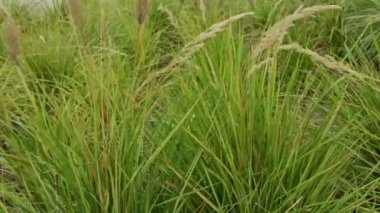 Yeşil Çimen Arkaplanı