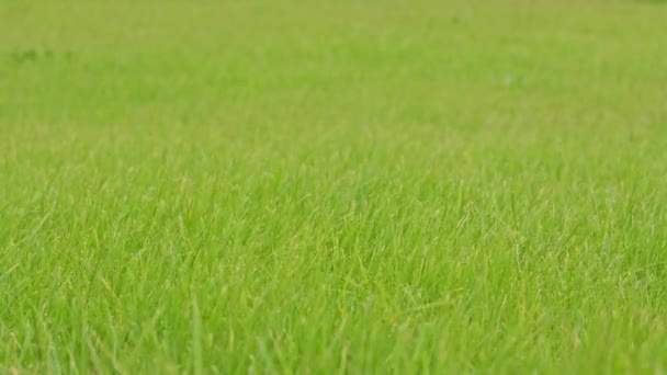 Zielona trawa w tle — Wideo stockowe