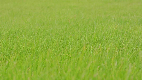 Fondo de hierba verde —  Fotos de Stock