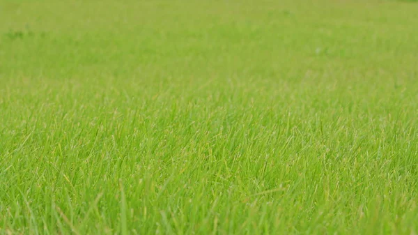 Fondo de hierba verde — Foto de Stock