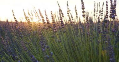 Mavi Çiçekler fielf