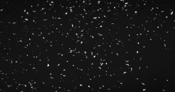 Vallende sneeuw op de zwarte achtergrond — Stockvideo