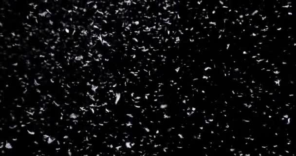 Vallende sneeuw op de zwarte achtergrond — Stockvideo