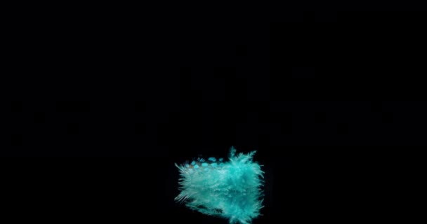 Blue Bird Feather — Stock Video