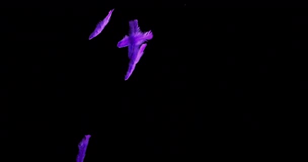 Isolated colour feather floating down on the black background — Stock Video