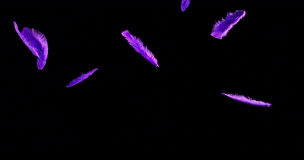 Pena de cor isolada flutuando no fundo preto — Vídeo de Stock